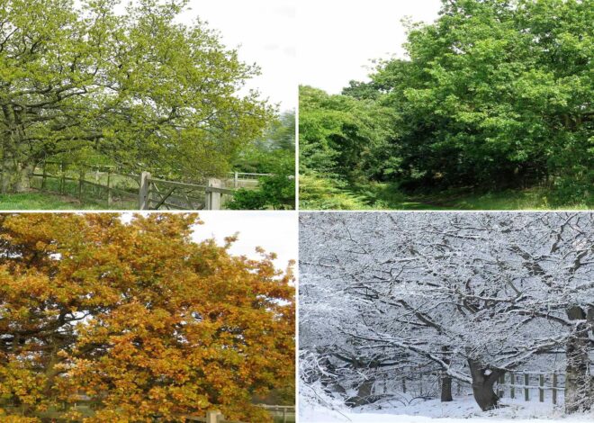 The Most Common Tree Issues in Winter
