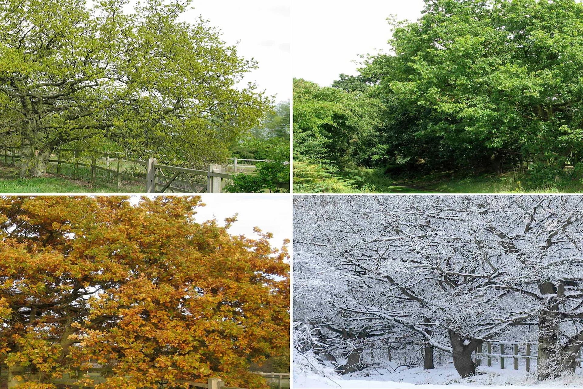 The Most Common Tree Issues in Winter